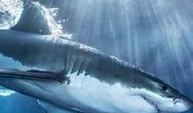 鲨鱼最新爆料视频大全,揭秘海洋深处的神秘世界